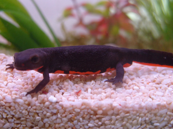  p>东方蝾螈(学名: i> i>cynops orientalis /i> /i>)是蝾螈科,蝾螈属