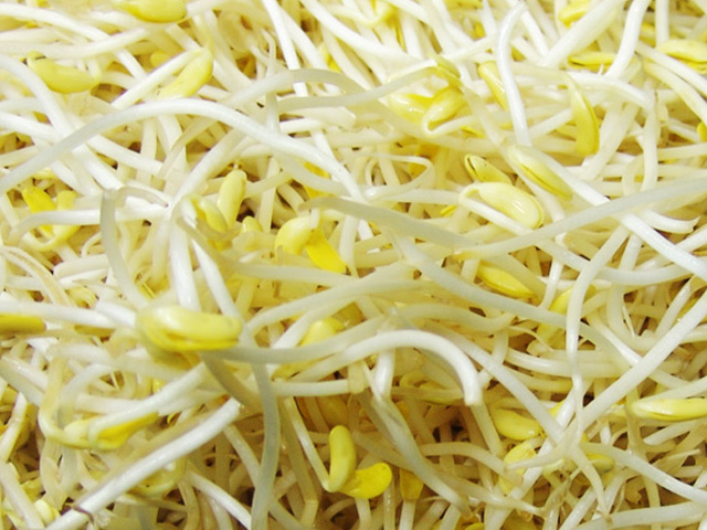 黄豆芽