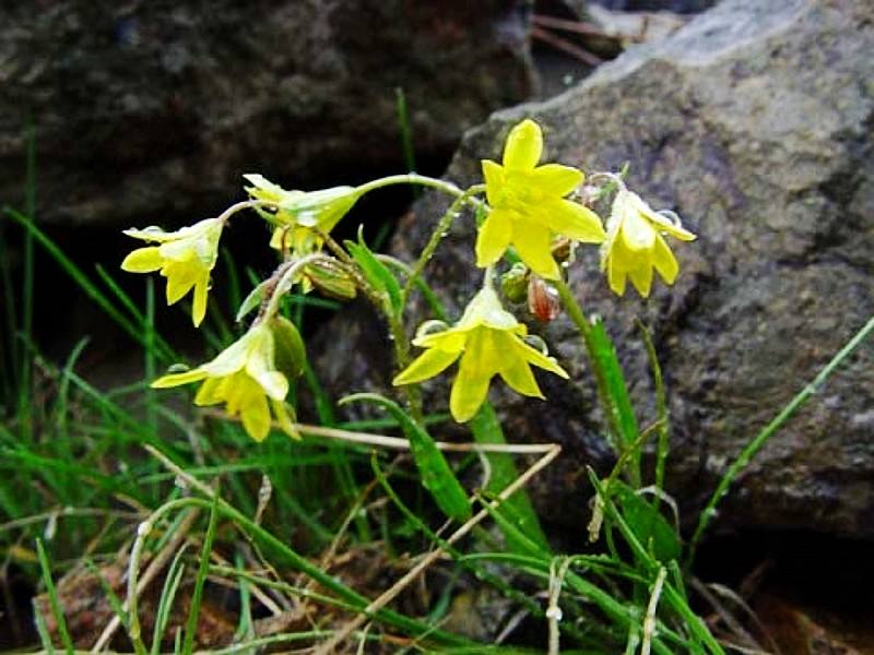 item/百合科">百合科 /a>, a target="_blank" href="/item/顶冰花属"