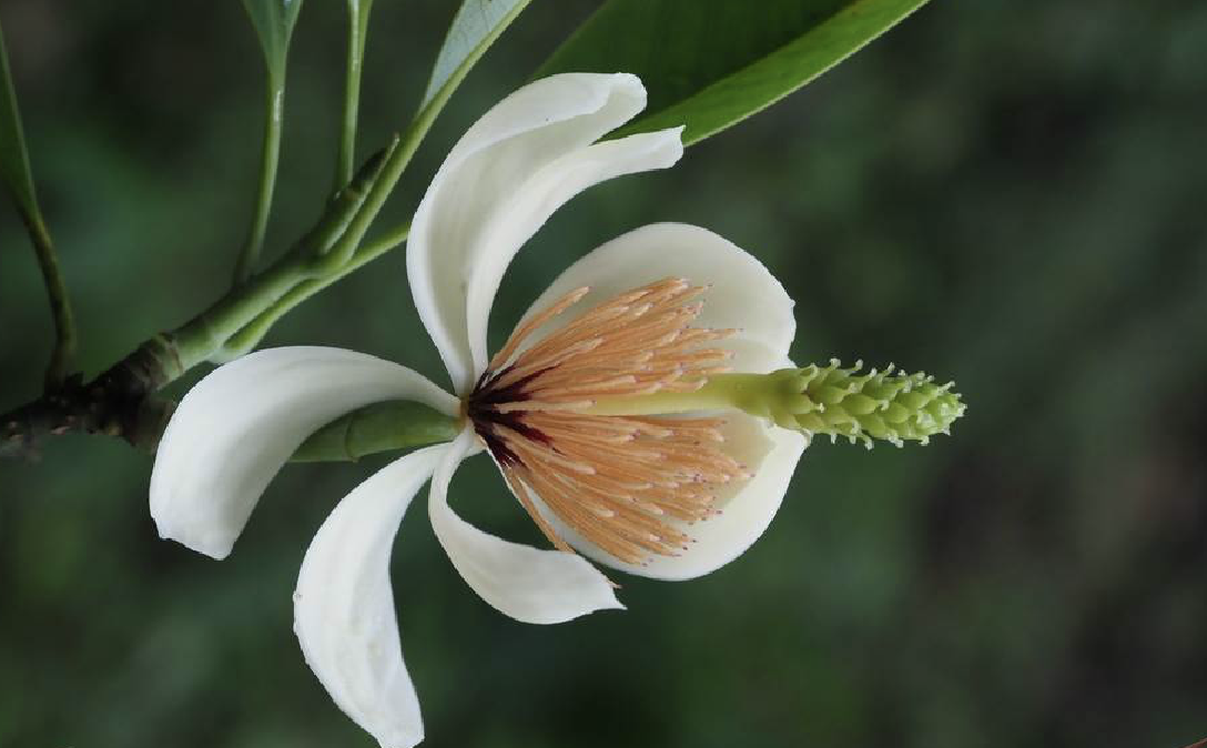  p>石碌含笑(学名: i>michelia shiluensis  /i>chun et y. f.