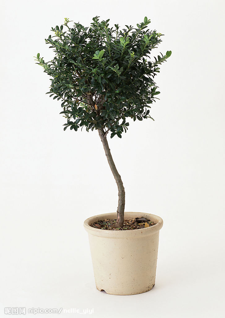 盆栽是谁 全网资源