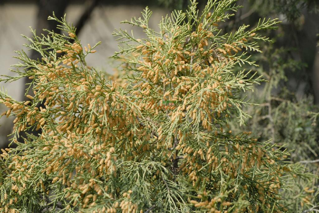 ">颈卵器植物 /a>,又是 a target="_blank" href="/item/种子植