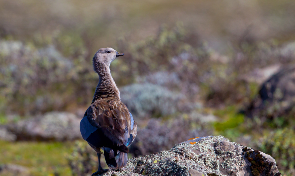 因雁翅有灰蓝色羽毛故名