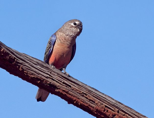  p>伯克氏鹦鹉(学名: i>neopsephotus bourkii /i>)是典型的 a href="