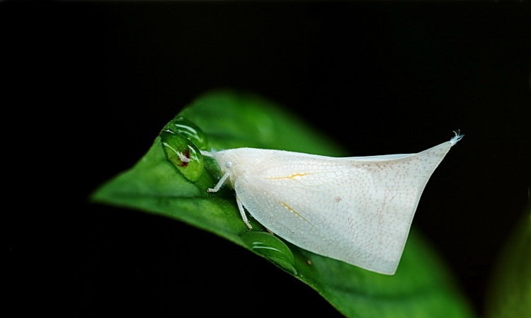  p>白蛾蜡蝉与堆蜡粉蚧皆属同翅目,前者为蛾蜡蝉科,后者为粉蚧科,主要