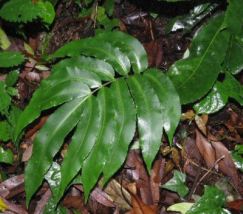  p>奇羽鳞毛蕨(学名: i>dryopteris sieboldii /i> (van houtte ex