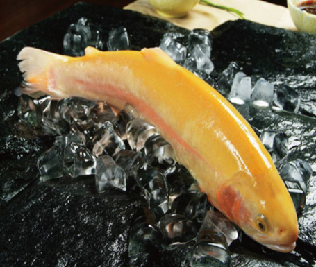  p data-id="gnwn2aapse">黄金斑常见淡水鱼.