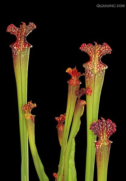 carnivorous plants
