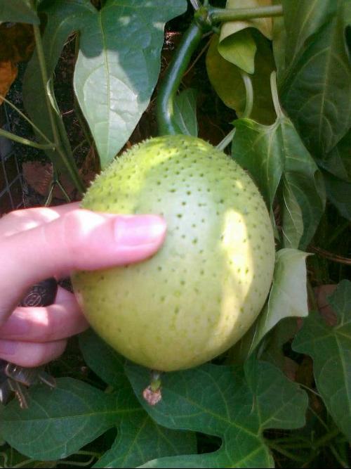  p>木鳖子(学名: i>momordica cochinchinensis  /i>(lour.) spreng.