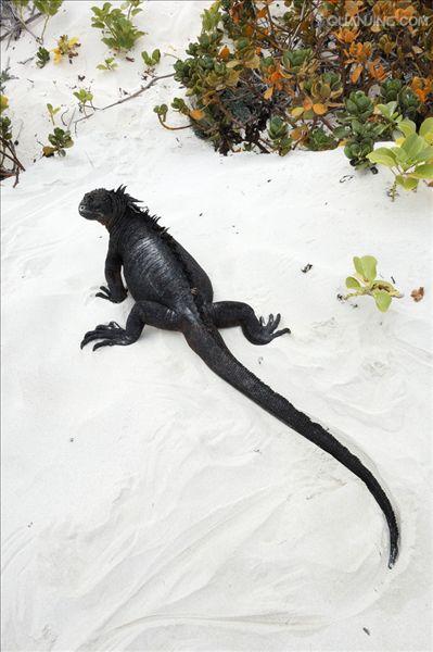  p>海鬣蜥(学名: i>amblyrhynchus cristatus /i>):是仅出没在 a href