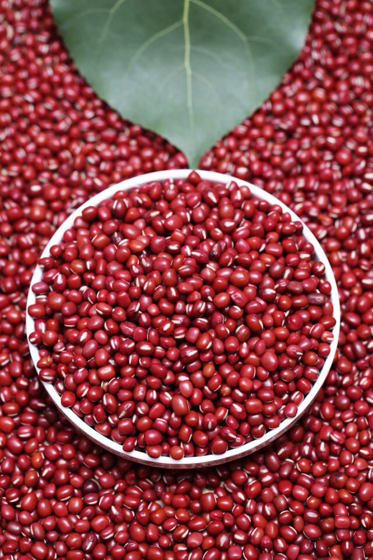  p> b>亮毛红豆 /b>(学名: b> i>ormosia sericeolucida /i> /b>)是