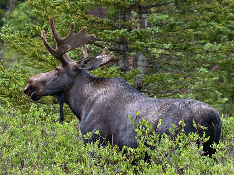 us /i>)是 a target="_blank" href="/item/北美驼鹿/12739199" data