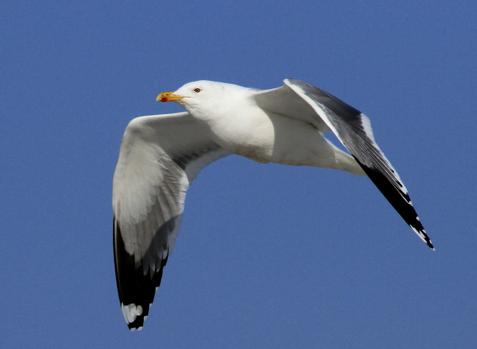  p>灰背鸥(学名: i>larus schistisagus /i>)大型水鸟,体长62~69厘米.