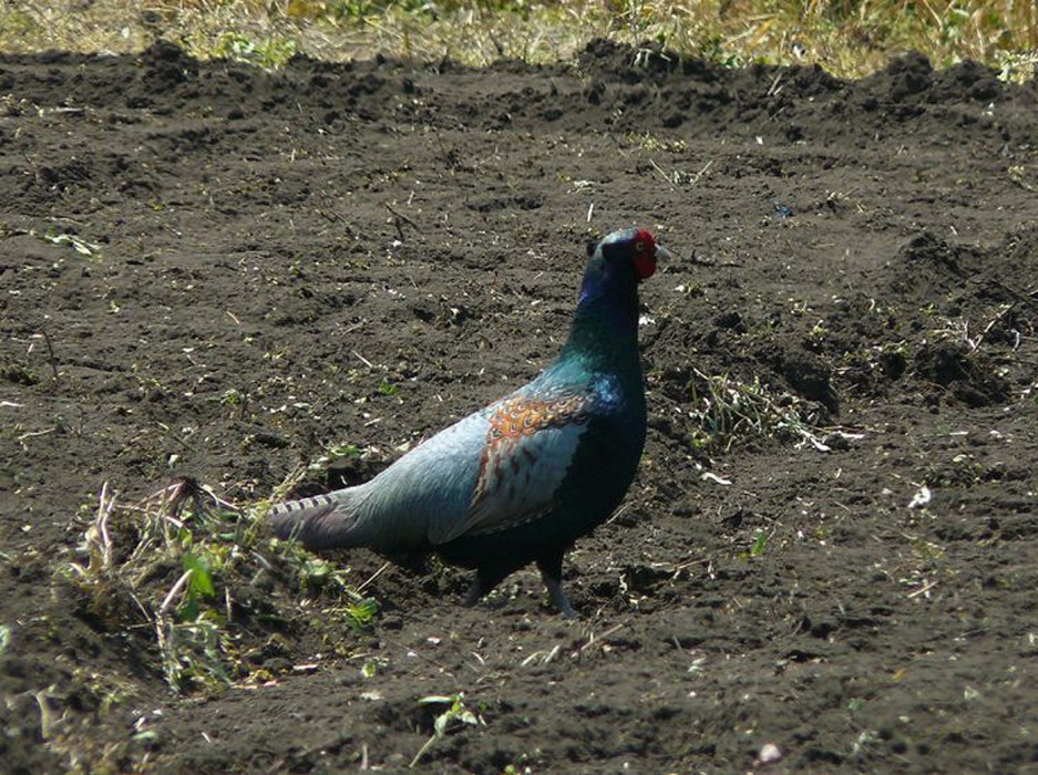  p>绿雉(学名: i>phasianus versicolor /i>):属于大型 a target="