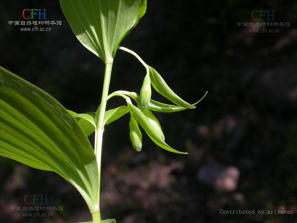 p>长苞黄精(学名: i>polygonatum desoulayi /i> kom.