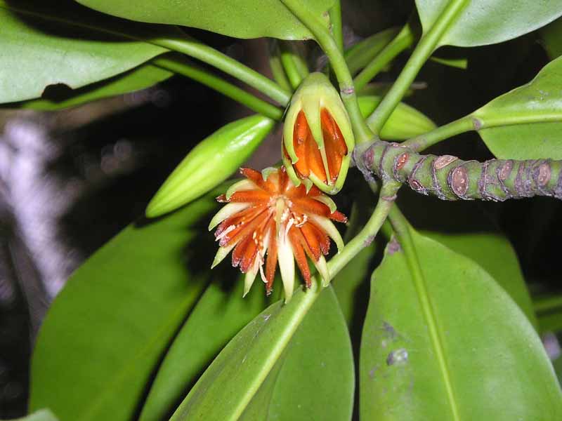  p>海莲(学名: i>bruguiera sexangula /i> (lour.) poir.