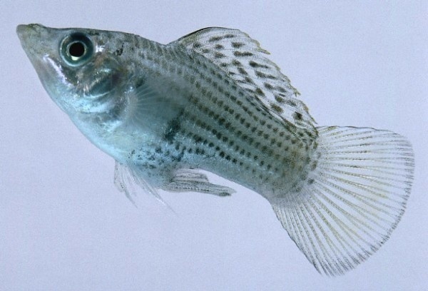  p> a href="#">帆鳍鱼 /a>, i>histiopterus typus  /i>(temminck et