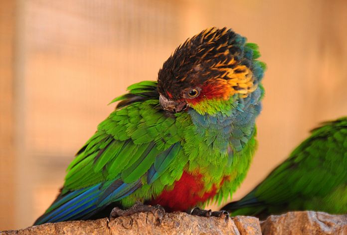  p>蓝喉锥尾鹦鹉(学名:pyrrhura cruentata)是典型的 a href="#">攀禽