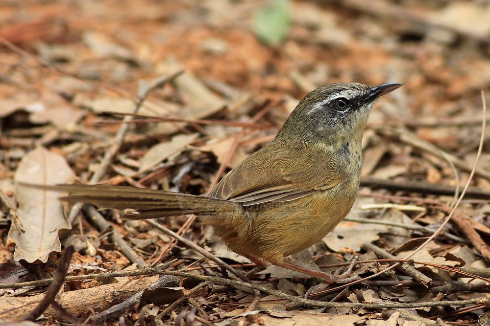 prinia superciliaris