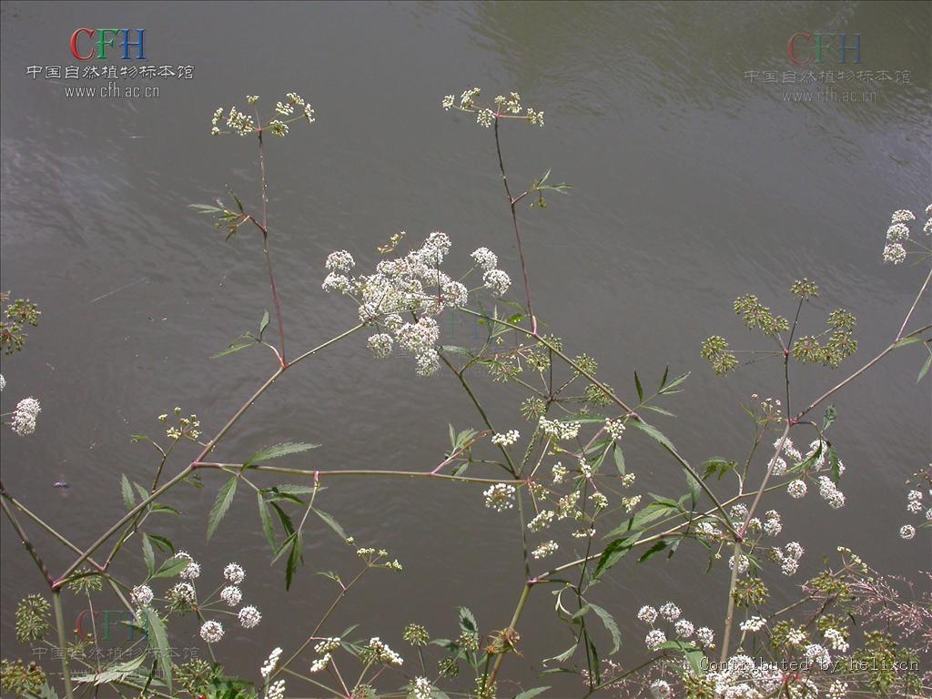  p>毒芹属(学名: i>cicuta /i>&nbsp;l.