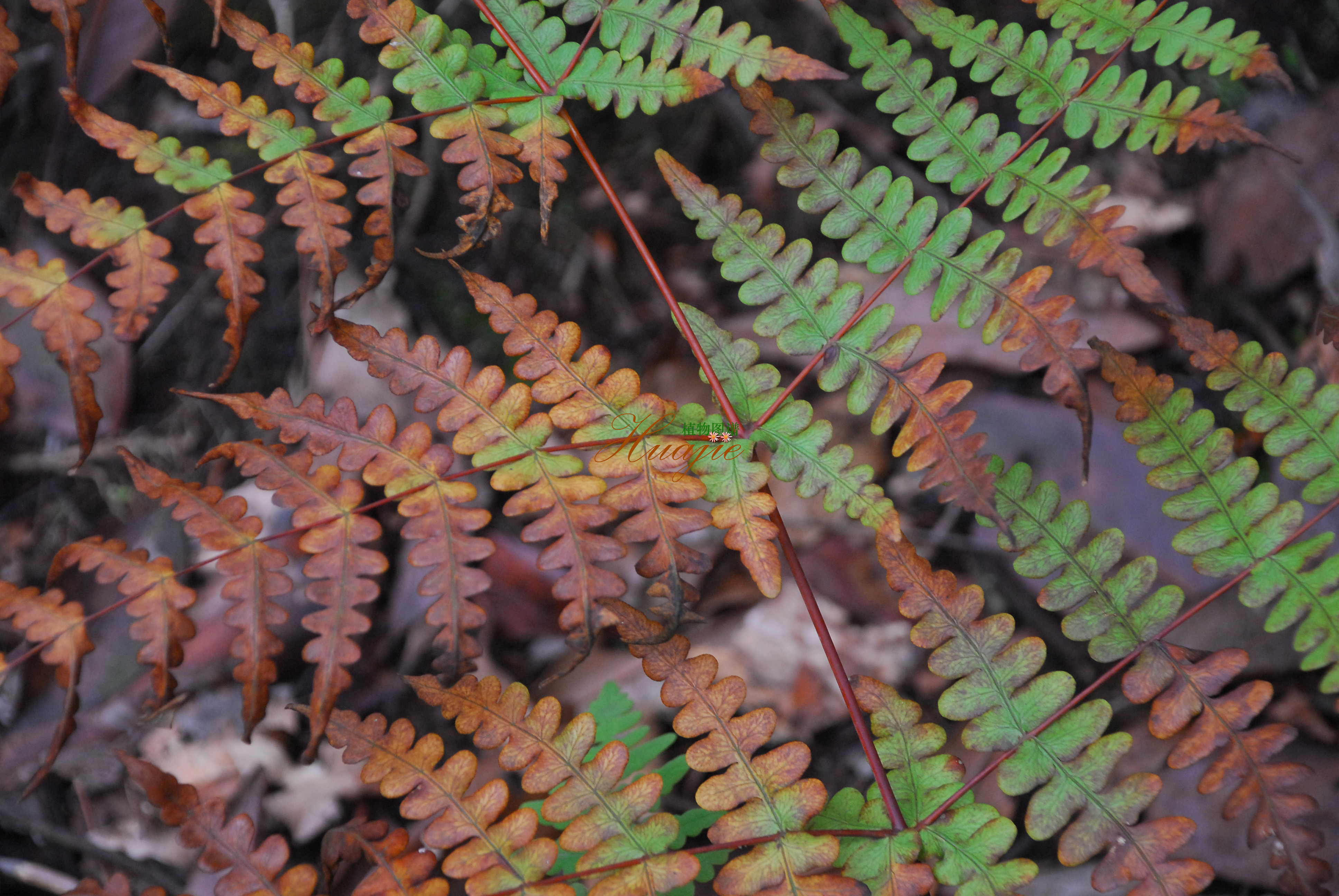  p data-id="gnffcrxzsp">瘤足蕨( i>plagiogy