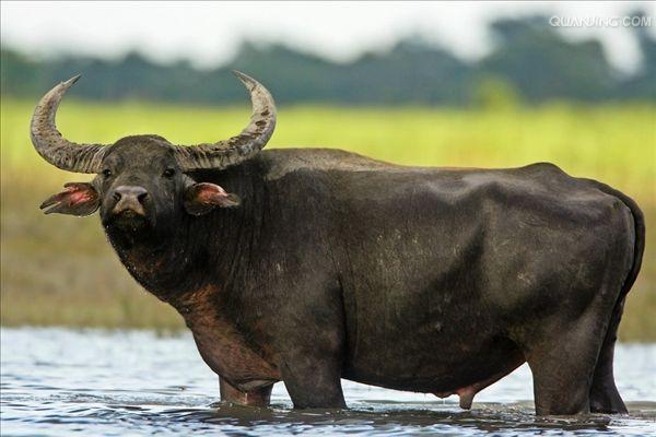 水牛英文,英文 p>水牛(学名:bubalus bubalus,英文名称:asian buffalo)也叫印度水牛