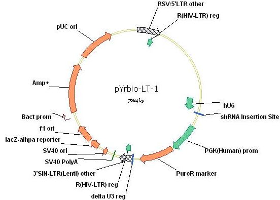 shrna真核表达载体构建
