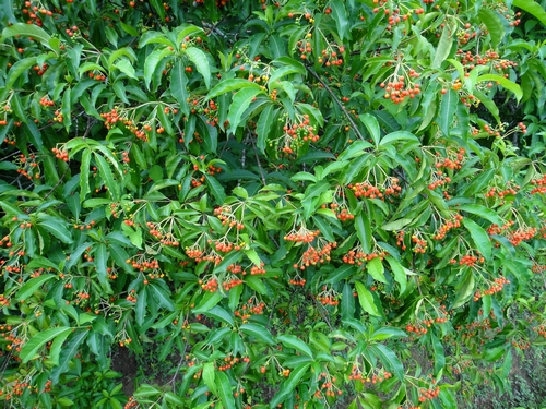 ">夹竹桃科 /a>, a target="_blank" href="/item/萝芙木属/10187893"