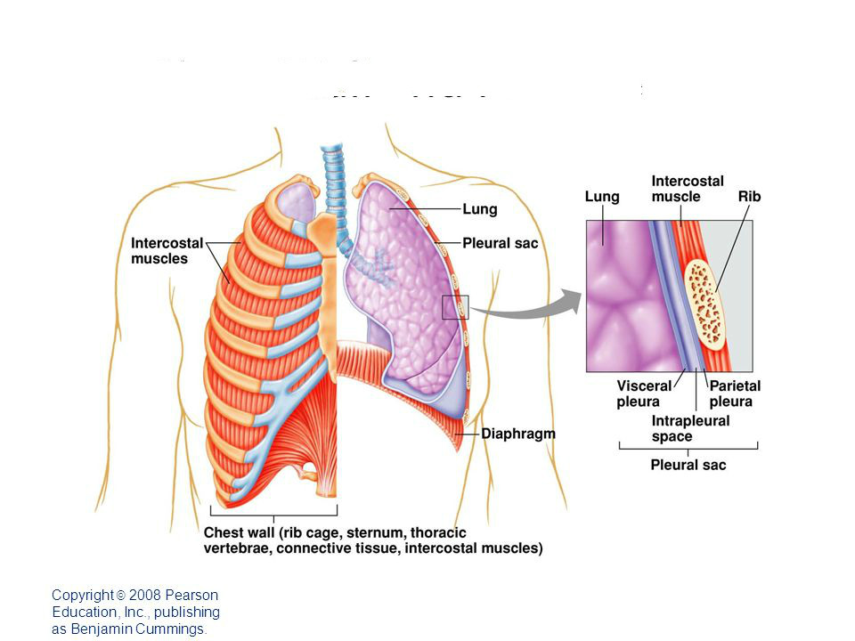  p>壁胸膜又称胸膜壁层,是衬在胸腔内面,膈上面和纵隔两侧的浆膜.