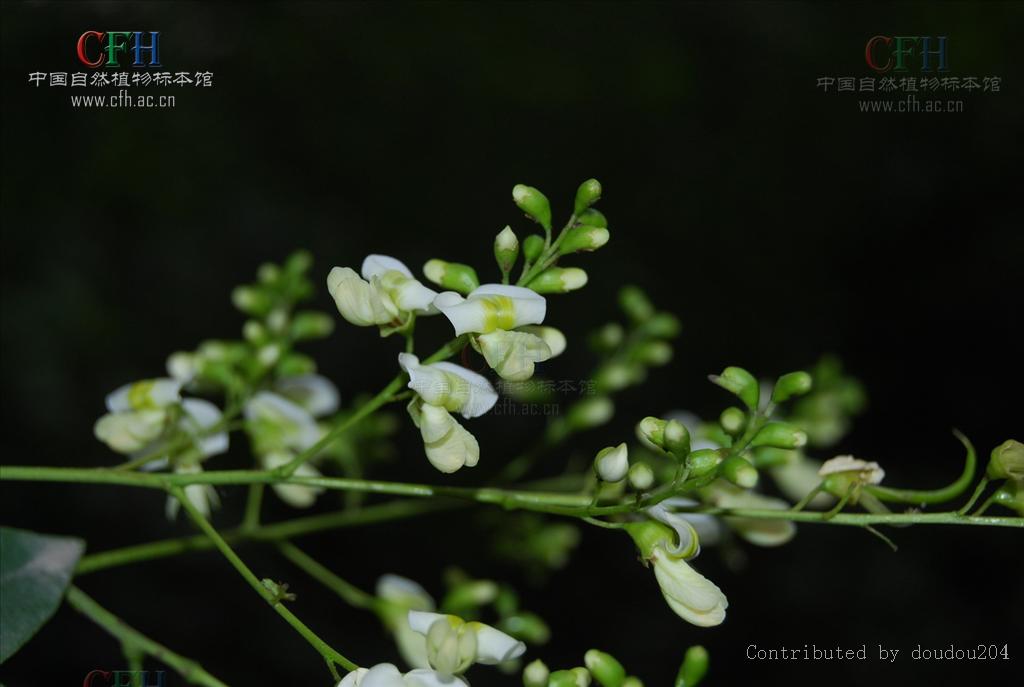 槐根