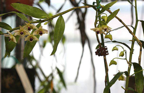  p>滇桂石斛(学名: i>dendrobium guangxiense /i>  s. j.