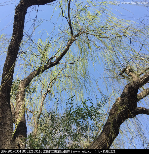 卷毛大叶柳(变种)