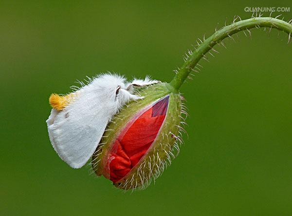  p>桑毛虫是一种食害桑叶的重要害虫,学名为 i>porthesia xanthocampa