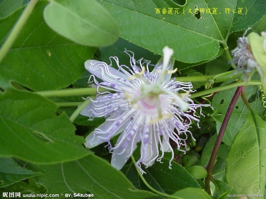  p> a href="#" data-lemmaid="49048">西番莲 /a>属于 a href="#"