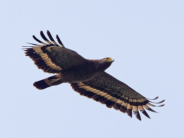 hewi6toh">蛇雕是鹰形目鹰科蛇雕属鸟类,又称蛇鹰,白腹蛇雕,冠蛇雕