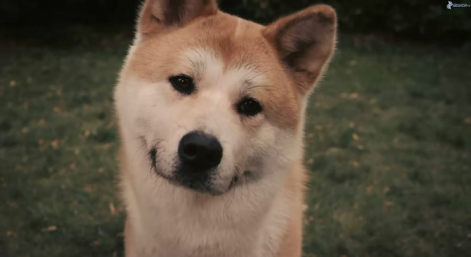  p>《忠犬八公的故事》改编自1925年发生在日本的真实故事,由 a