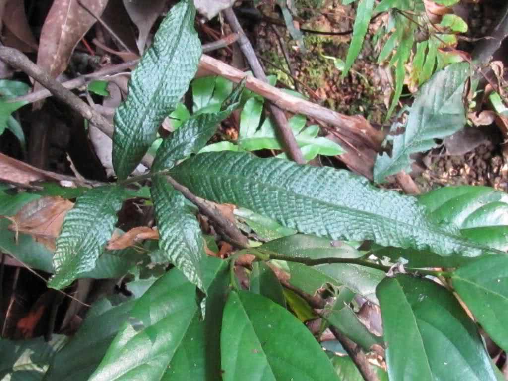  p>单叶新月蕨,植株高30-40厘米.根状茎细长横走,粗约1.