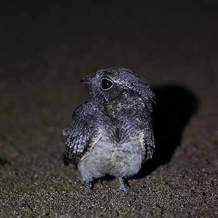 林夜鹰台湾亚种