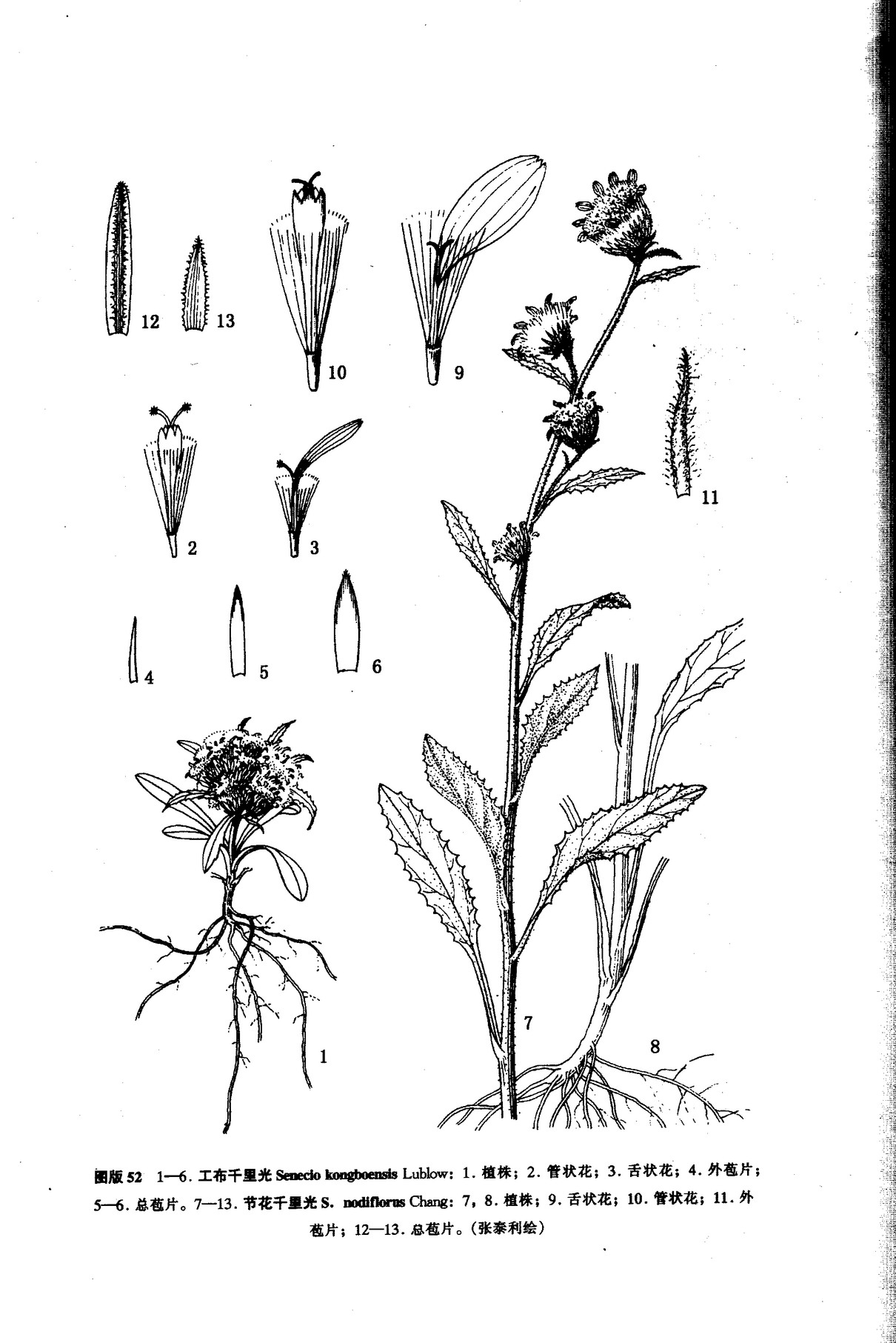  p>工布千里光(学名:senecio kongboensis)为菊科千里光属的植物,为