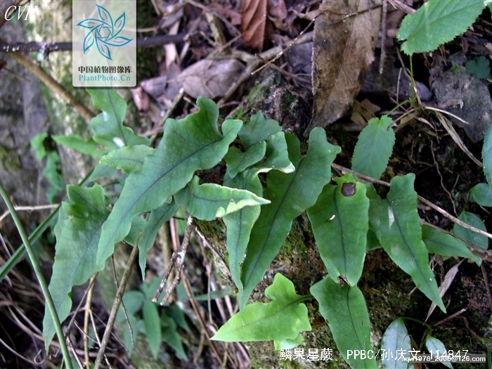  p>鳞果星蕨(学名:lepidomicrosorum buergerianum (miq.