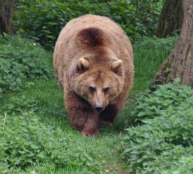  p>欧洲棕熊(学名:ursus arctos arctos)是棕熊指名亚种,头大而圆,体