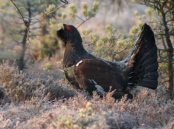  p>松鸡(学名: i>tetrao urogallus /i>):是 a target="_blank" href=