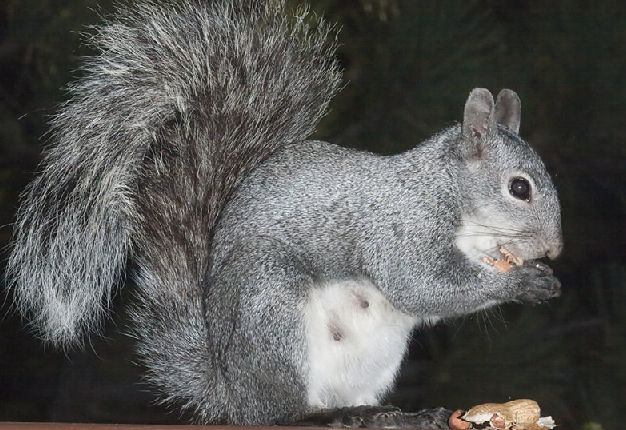  p>西美松鼠是一种啮齿目,松鼠科类生物.