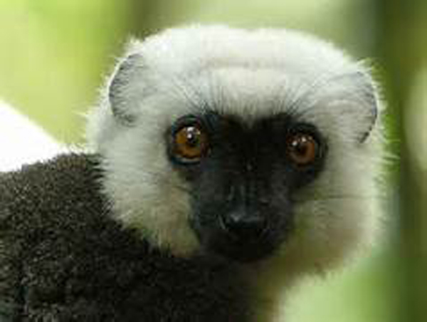  p>白头美狐猴(学名: i>eulemur albifrons /i>):是一种中等体型的 a