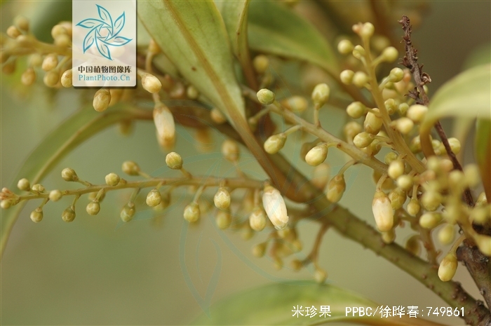  p> a href="#"> /a> b>米珍果 /b>(学名: i> b>maesa acuminatissima