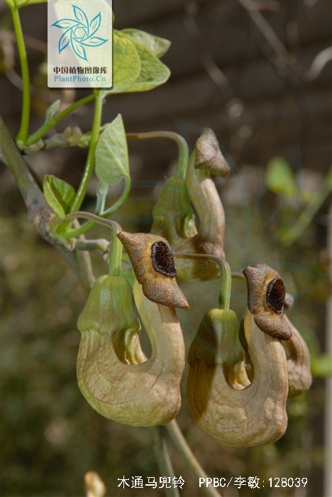 是马兜铃科马兜铃属植物,木质藤本,长达10余米;嫩枝深紫色,密生白色
