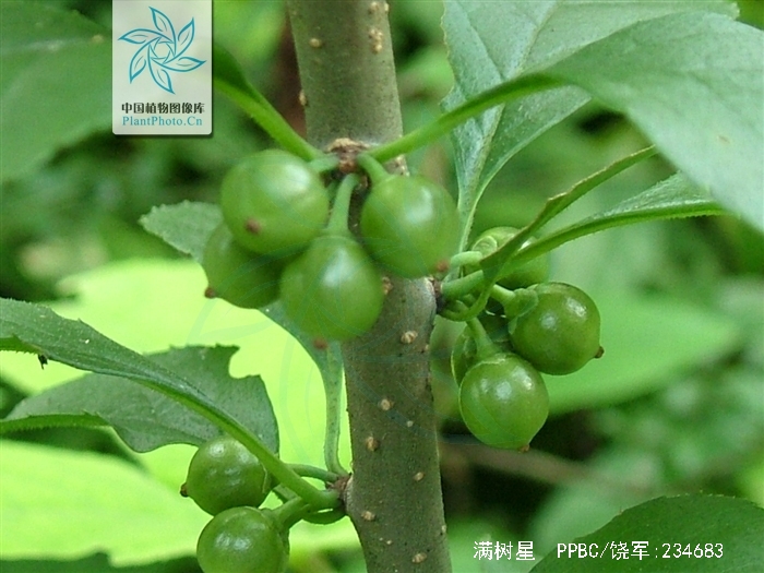  p>满树星,中药名.