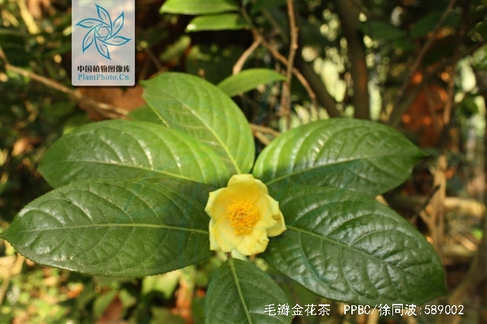  p>毛瓣金花茶(学名: i>camellia pubipetala /i> wan et huang)是