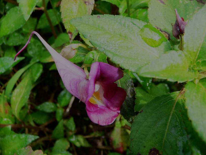 鸭跖草状凤仙花