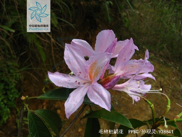 丝线吊芙蓉